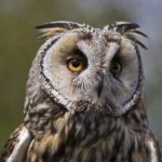 image of bird
