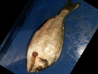 image of fish