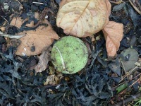 image of tennis_ball