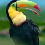 image of bird