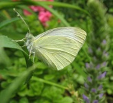 image of cabbage_butterfly