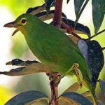 image of bird