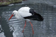 image of white_stork