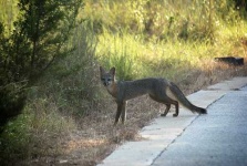 image of grey_fox