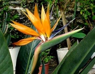 image of bird_of_paradise_flower #81