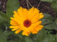 image of flower