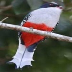 image of cuban_trogon #4