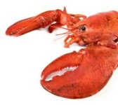 image of american_lobster