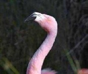 image of animal