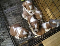 image of welsh_springer_spaniel