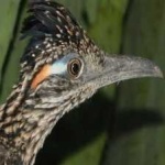 image of bird