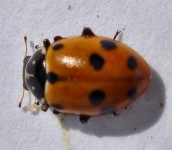 image of animal