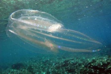 image of jellyfish