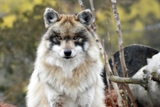image of animal