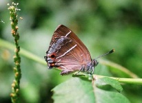 image of lycaenid