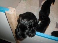 image of giant_schnauzer