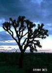 image of joshua_tree