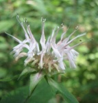 image of flower