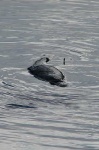 image of platypus