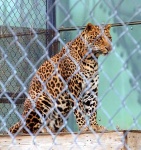 image of leopard