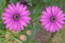 image of flower