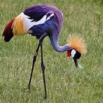 image of bird