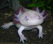 image of axolotl