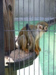 image of squirrel_monkey
