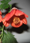 image of flower