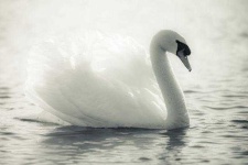image of swan