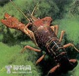 image of american_lobster #7