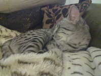 image of egyptian_cat