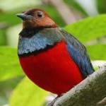 image of red_bellied_pitta #8