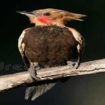 image of bird