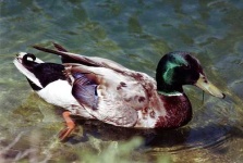 image of drake