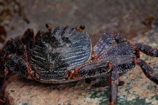 image of rock_crab