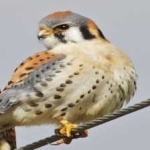 image of bird
