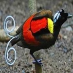 image of bird
