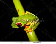 image of tree_frog #26