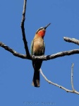 image of bee_eater