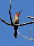 image of bee_eater #11