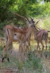 image of impala