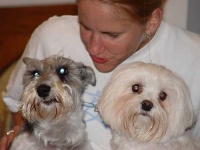 image of maltese_dog