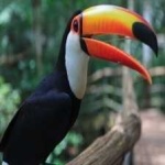 image of bird