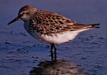 image of sandpiper #15