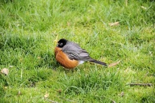 image of robin