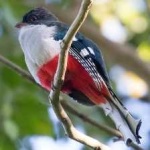 image of cuban_trogon #3