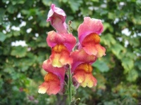 image of flower