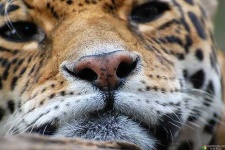 image of jaguar_car