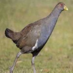 image of bird
